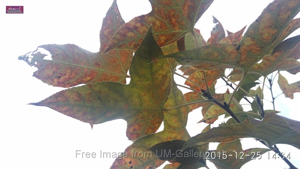 20151225red leaves-IMG_143445.jpg